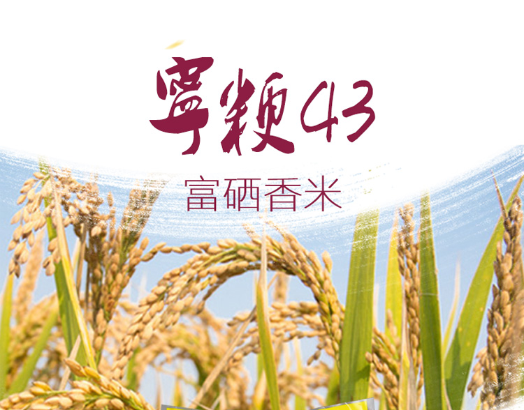 宁粳8号水稻品种介绍图片