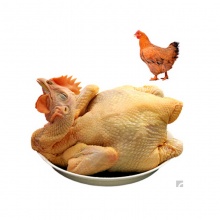 广东新兴母鸡约28只（净重1.11-1.4公斤）