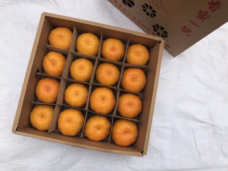 香蜜一号 泸溪椪柑