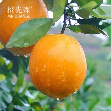 橙先森 生态富硒赣南脐橙10斤精品装（随机个数）