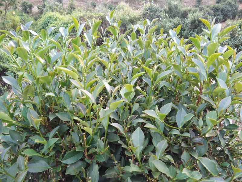 英德红茶九龙太平高山野生茶500g(散茶)